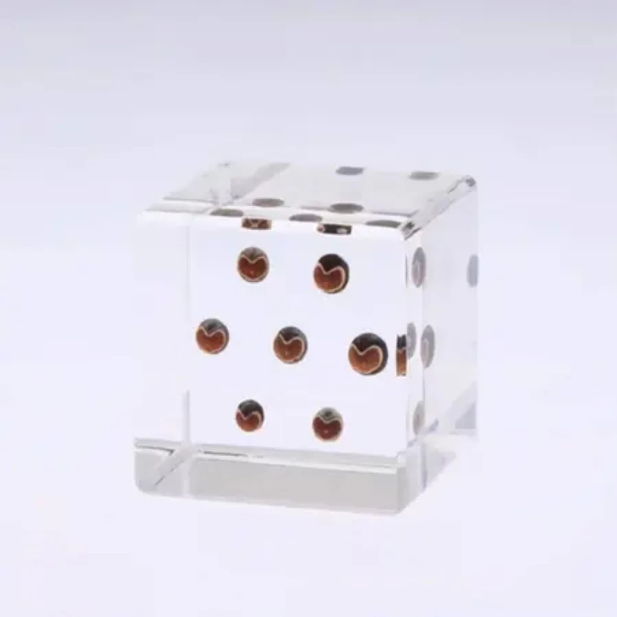 Miya Company Sola Cube Preserved Balloon Flower - Unique Eco-Friendly Home Decor Gift